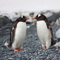 Couple of Penguins