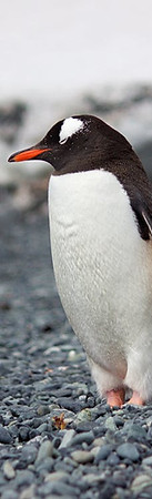 Couple of Penguins