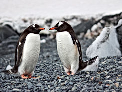 Couple of Penguins