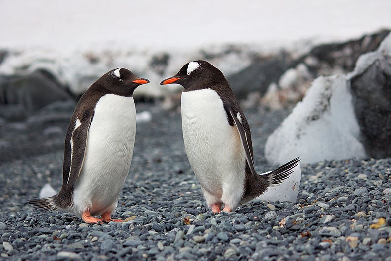 Two Penguins Facing