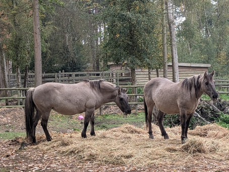 You're Such an Animal!