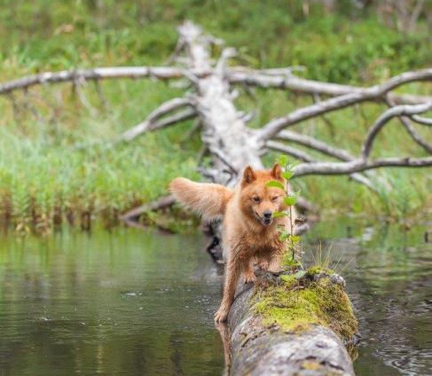 Suomenpystykorvapäivä elokuun alussa jälleen Lapin Metsämuseolla