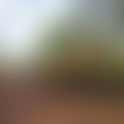 Melbourne 2026 Tree Mitigation Cap Could Save 50+ Acre Projects Millions