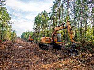 Melbourne 2026 Tree Mitigation Cap Could Save 50+ Acre Projects Millions