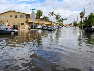 Wetland area with standing water adjacent to residential properties in North Brevard County