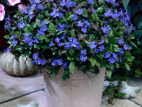 Got the August - September Color Blahs?