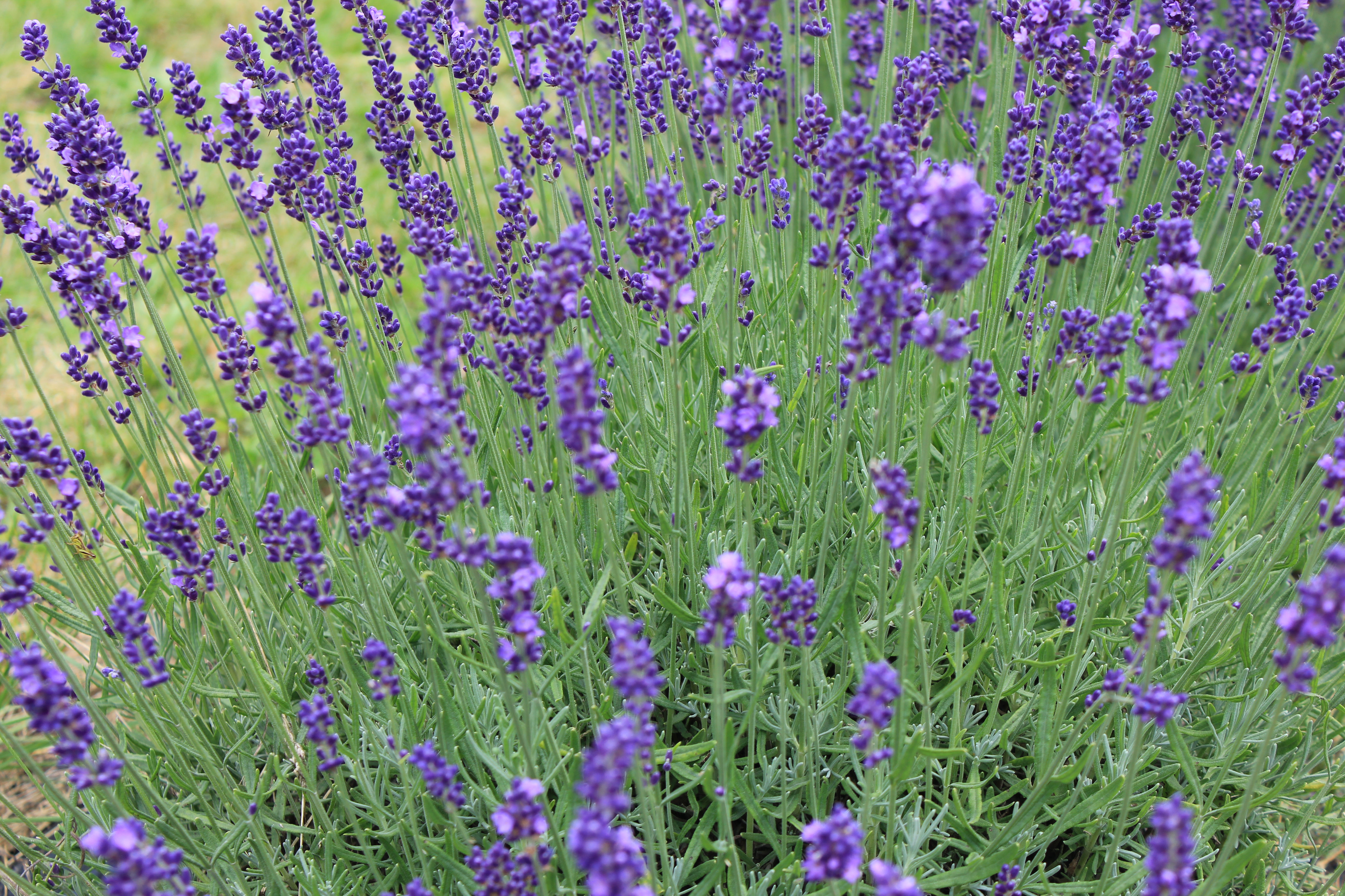 Lavendula angustifolia (lavendel)