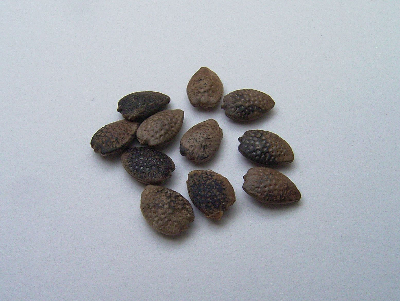 Passiflora incarnata (passiebloem)