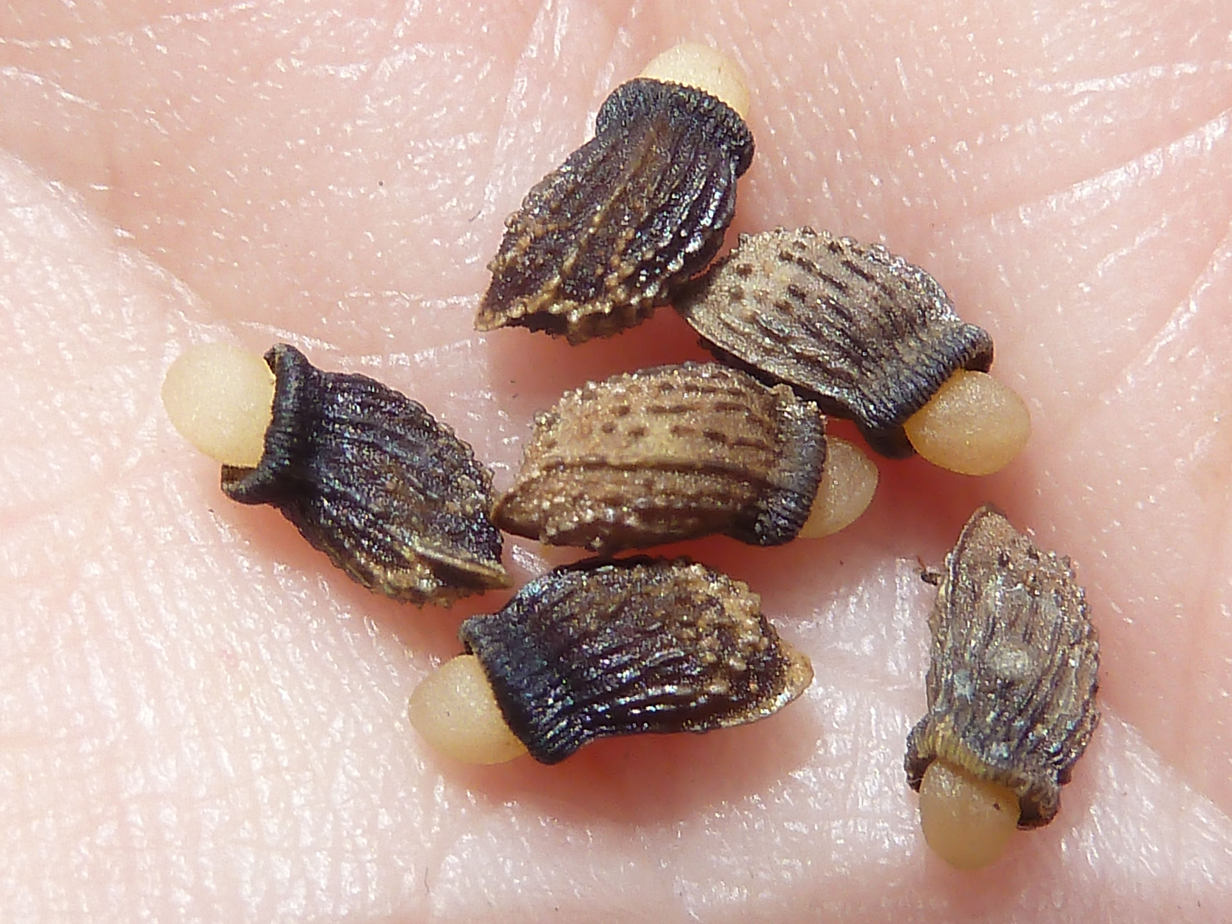 Borago officinalis (komkommerkruid)