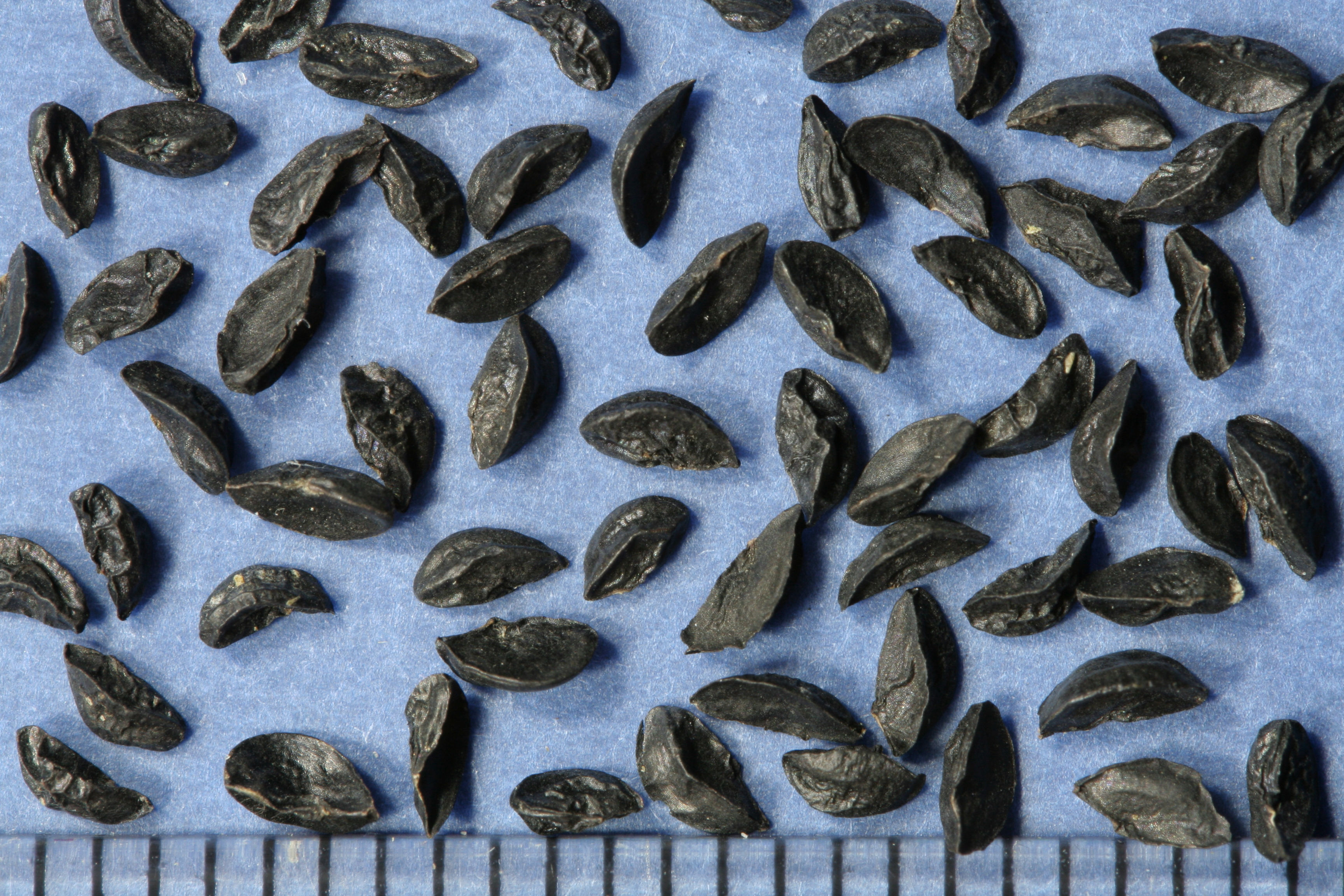 Allium schoenoprasum (bieslook)