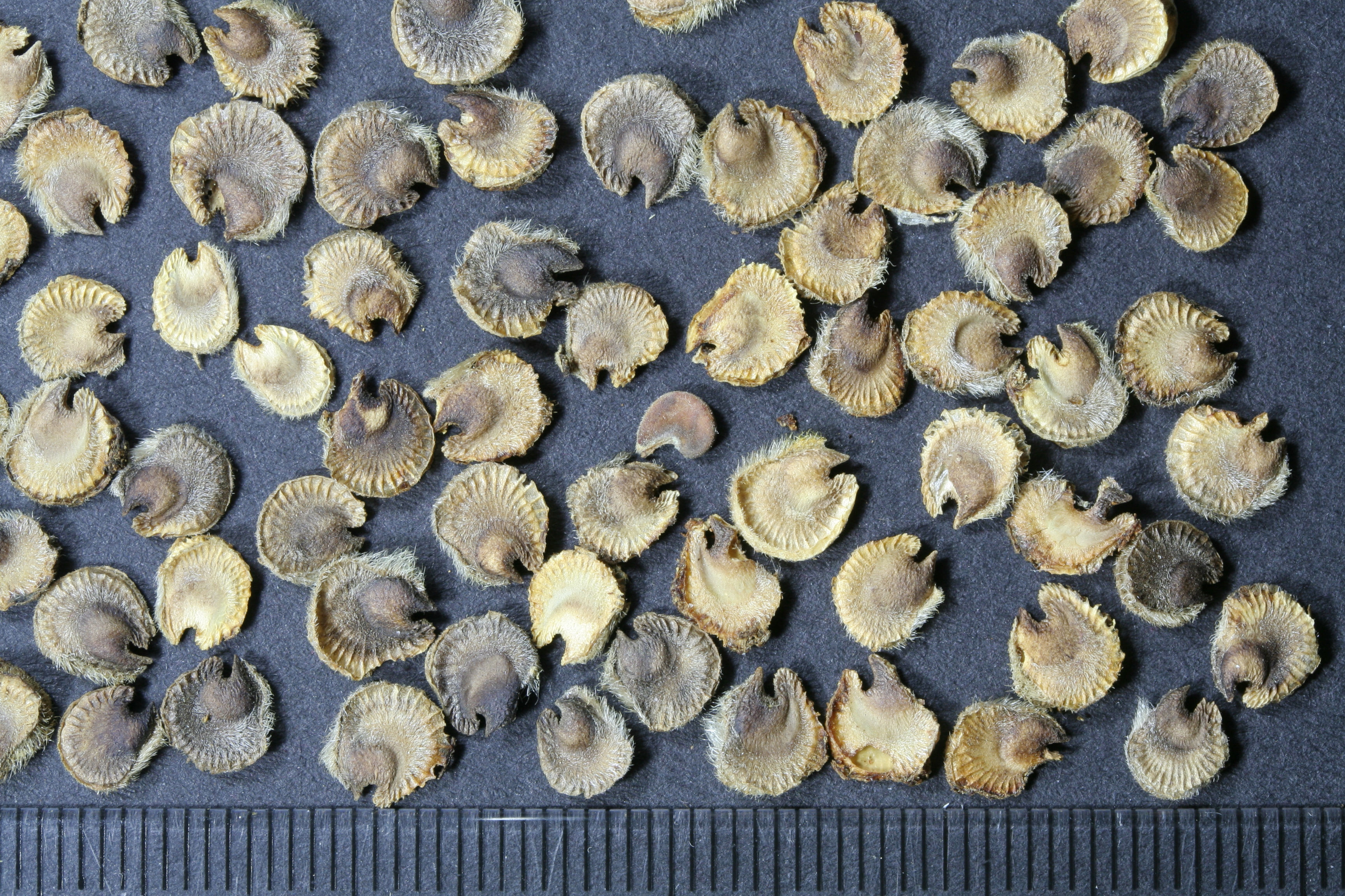 Alcea rocea (stokroos)