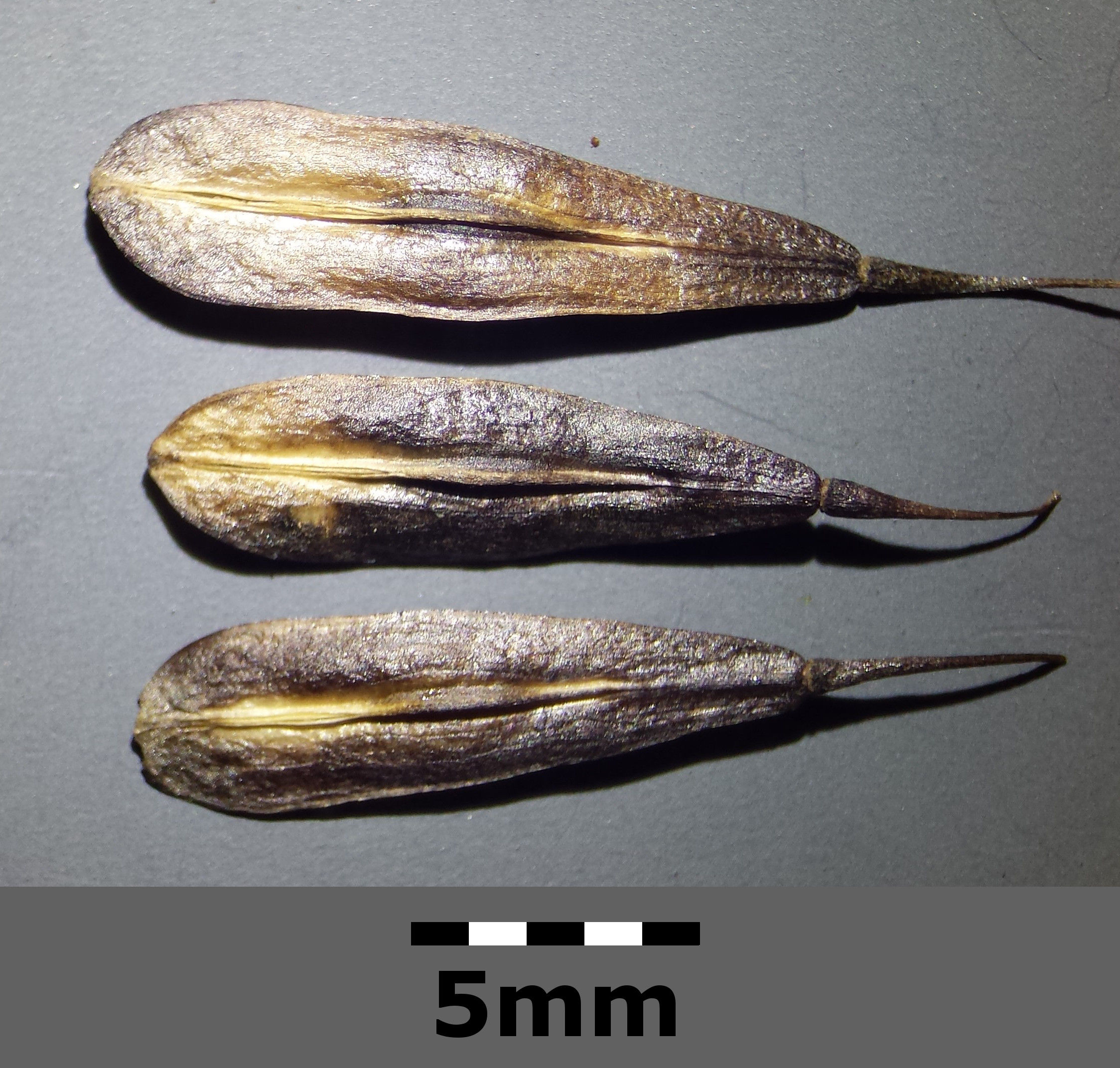 Isatis tinctoria (wede / weed)