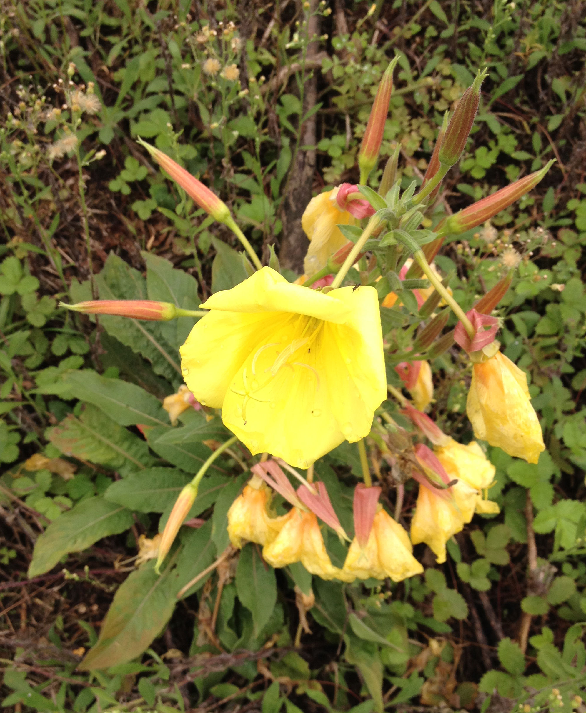 Oenothera glazioviana (erytrosepala) (teunisbloem)