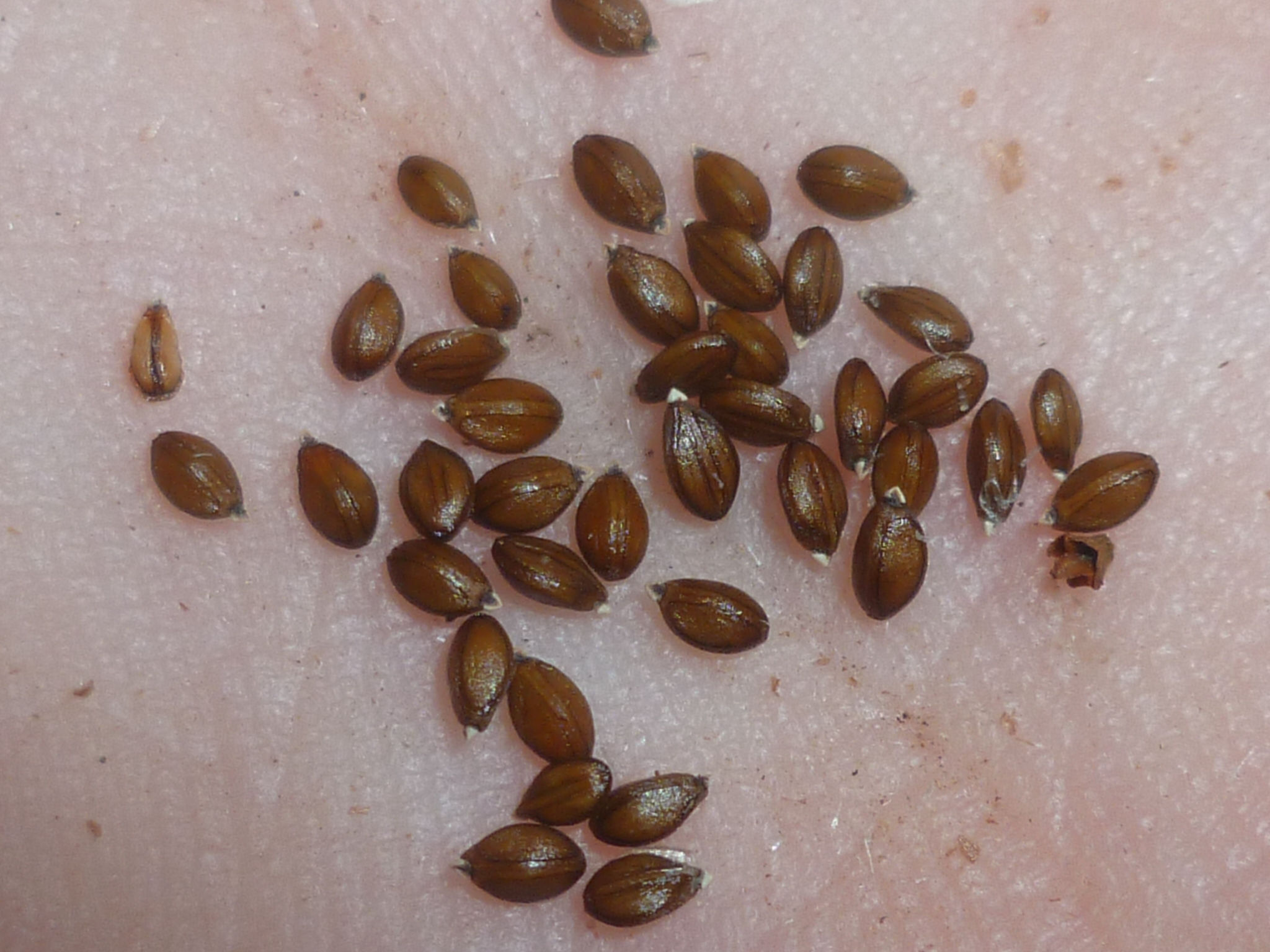 Prunella vulgaris (gewone brunel)