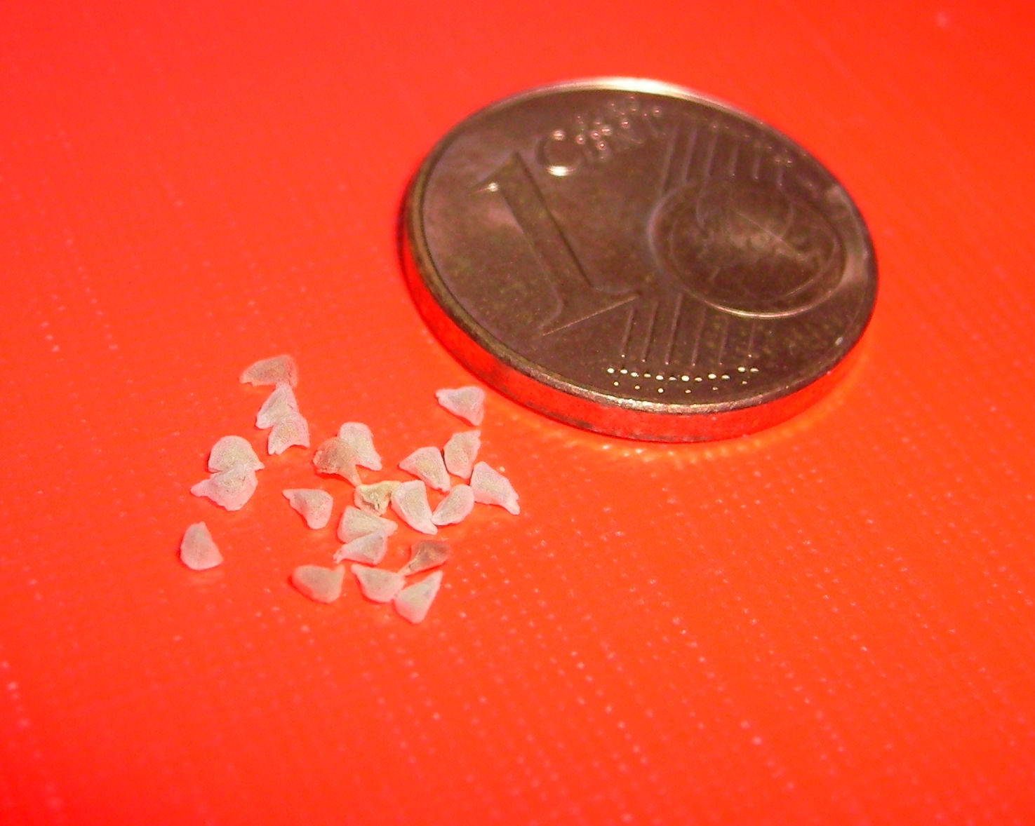 Nicotiana tabacum (tabaksplant)