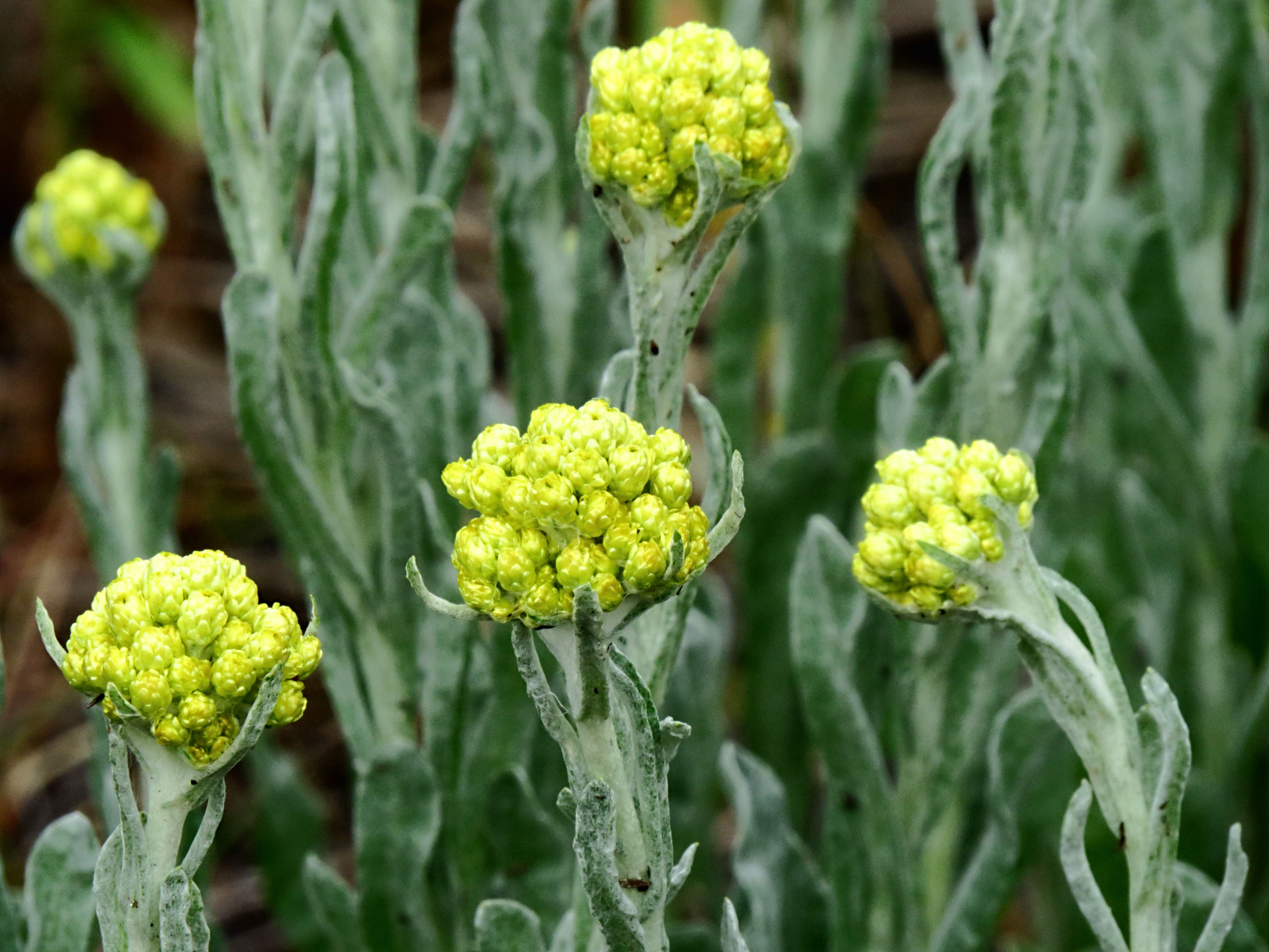 Helichrysum arenarium (strobloem)