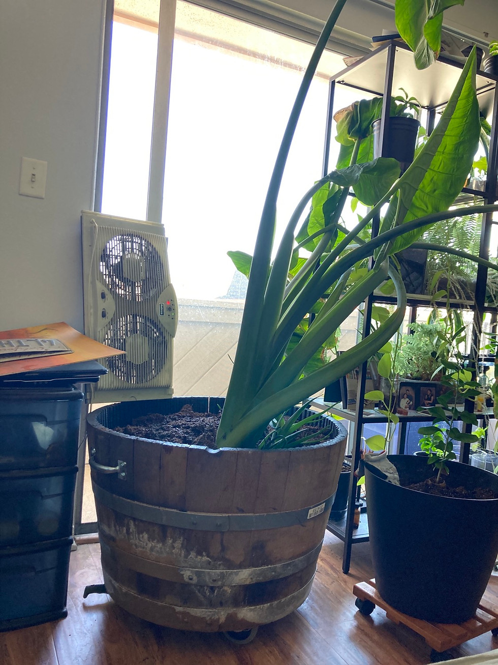 Thumbnail: Eves Barrel Cooler/ Planter