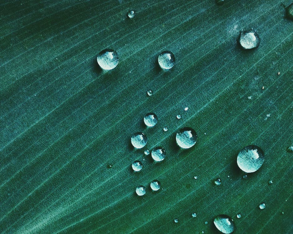 Water droplets of leaf