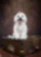 dog in photo studio | dog posing on old suit cases | dog posing for a photo