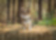 dog photography | dog standing on a bail of hay in the woods