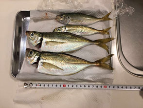 釣行記