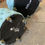 Thumbnail: 2 Light Blue Button-Tufted Ottomans with Storage on Wheels (Black Mango)