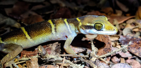 Banded Ground Gecko 