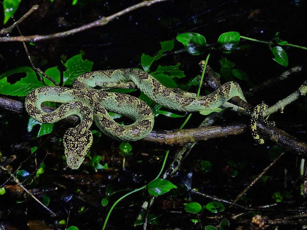 Malabar Pit Viper from Amboli