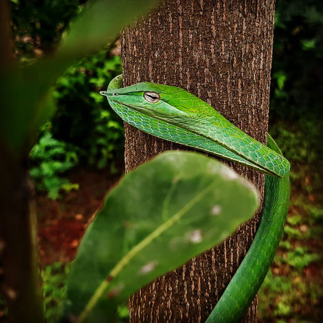 Green Vine Snake 
