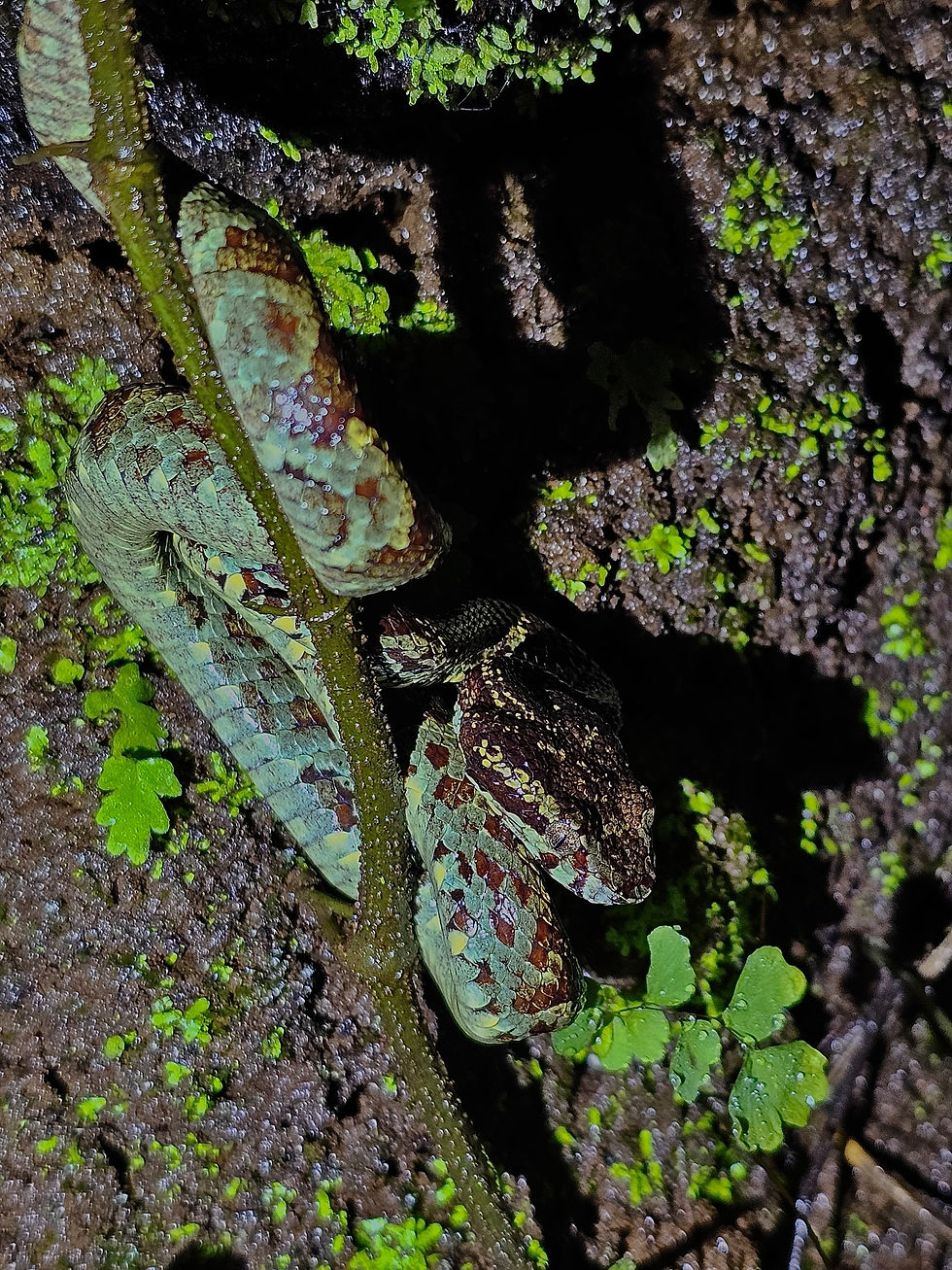 Malabar Pit Viper from Amboli Herp Walk