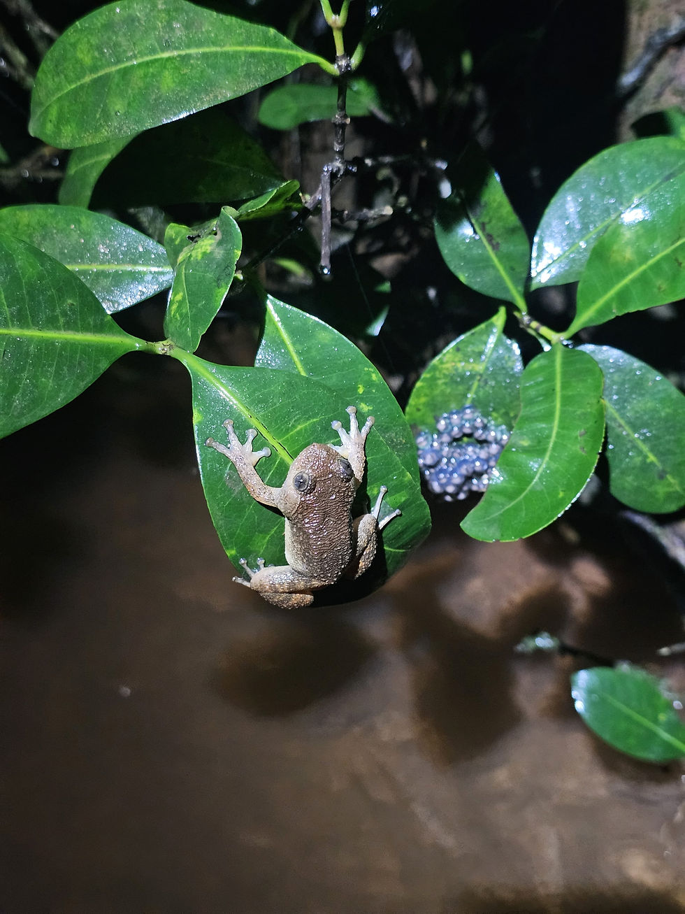 Spotted Night Frog (Nyctibatrachus danieli)