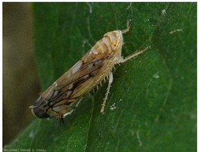 Cicadelle de la flavescence dorée : un nouvel algorithme pour la reconnaître automatiquement