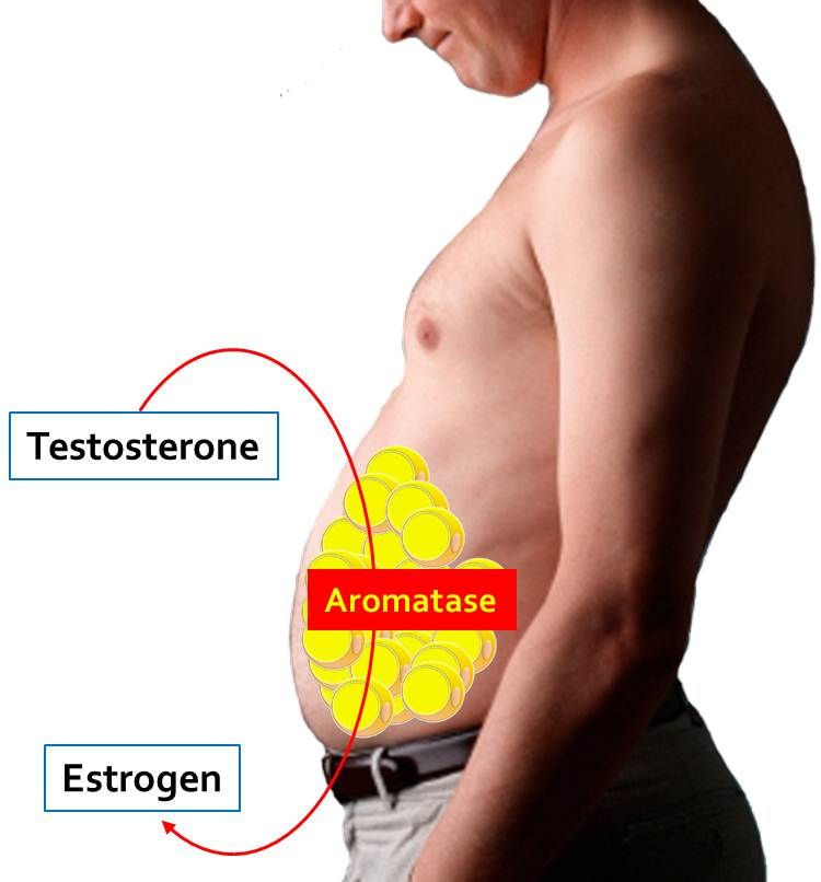 Testosterone, Estrogen & Weight Loss: Tirzepatide and TRT