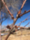IMG_8179.jpeg