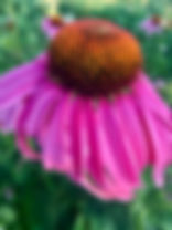 fullsizeoutput_15d.jpeg