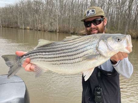 January Striper Update