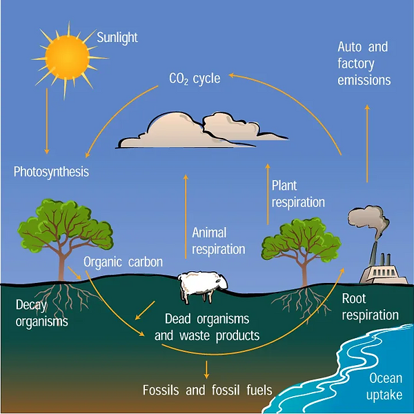 carboncycle.png
