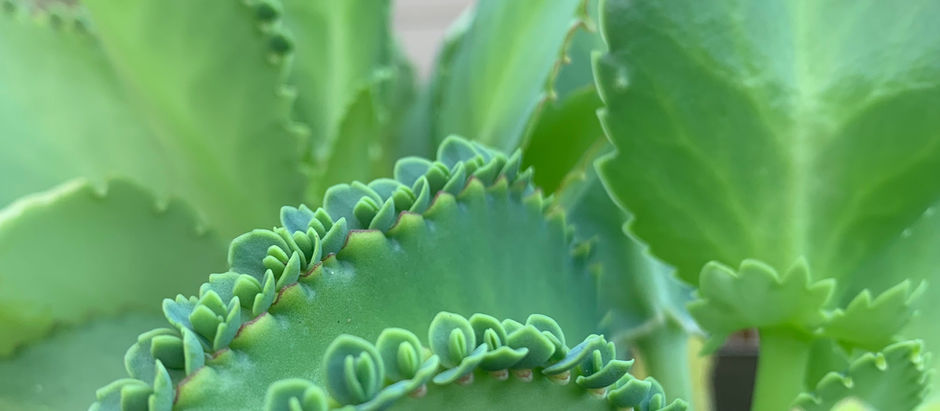 Mother of Thousands