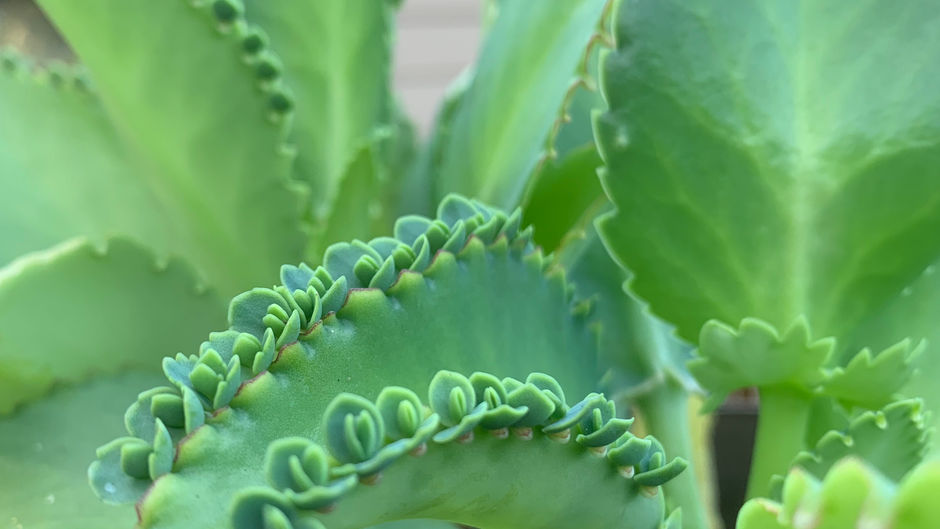 Mother of Thousands
