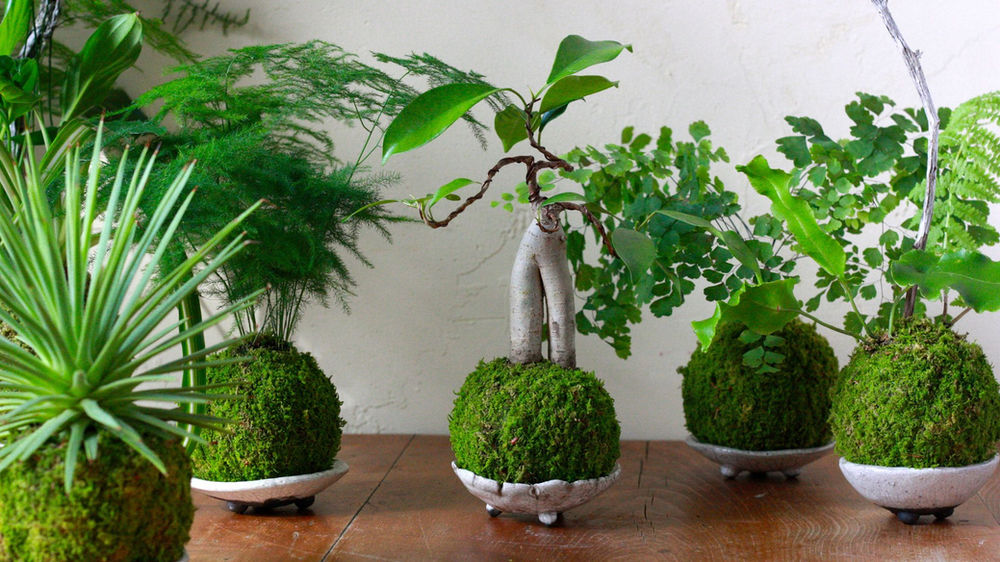 Kokedama (Japanese moss ball)