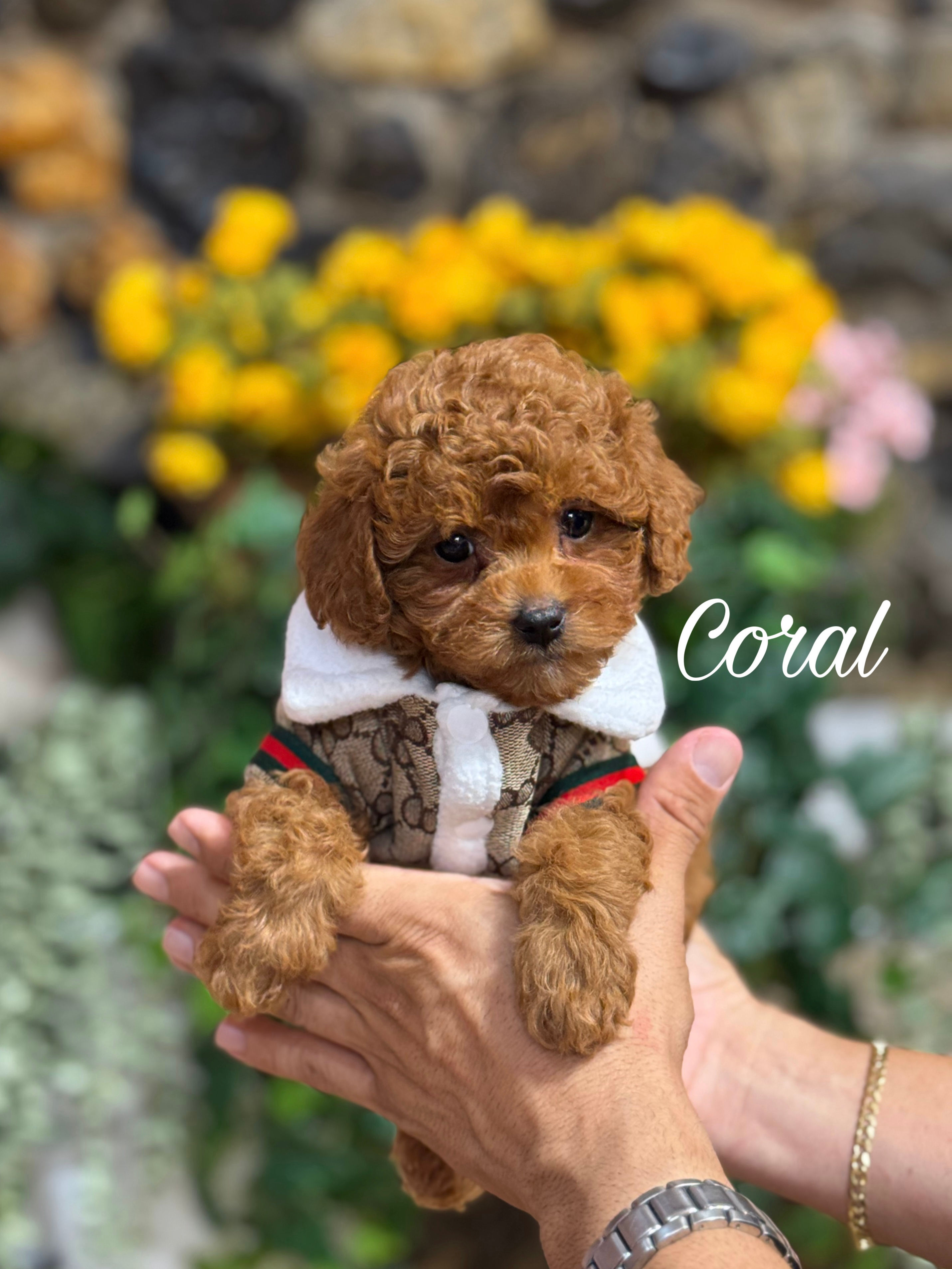 Coral - Female Toy Poodle AKC