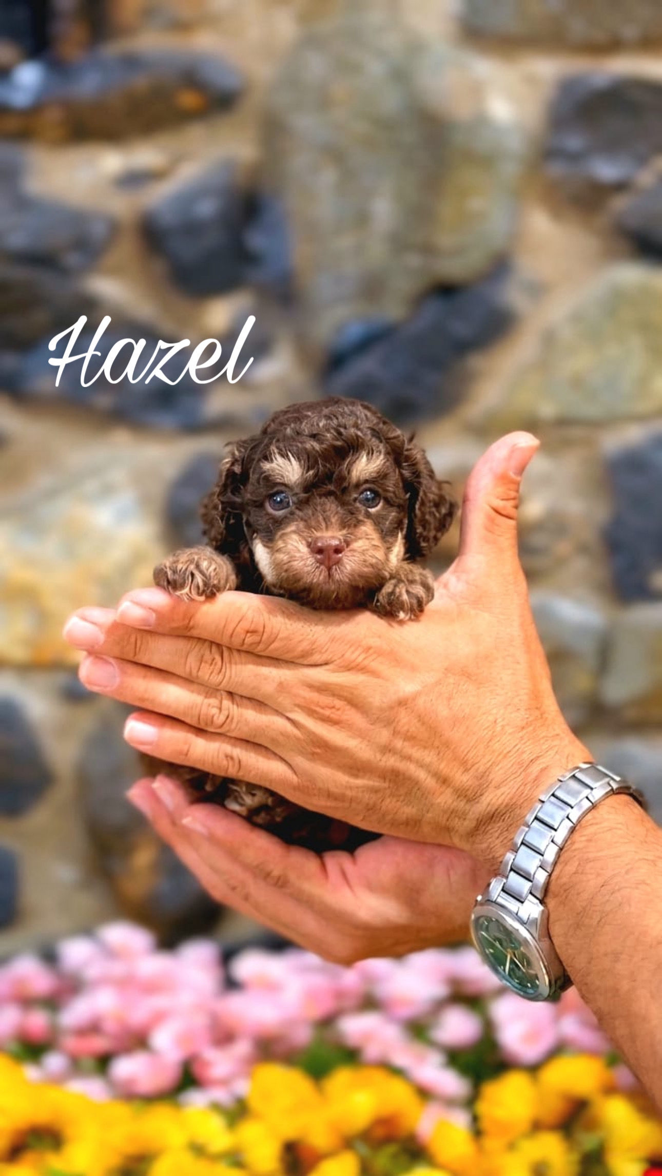 Hazel - Female Toy Poodle Chocolate Phantom AKC
