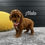 Thumbnail: Nala - Micro Goldendoodle F1bb