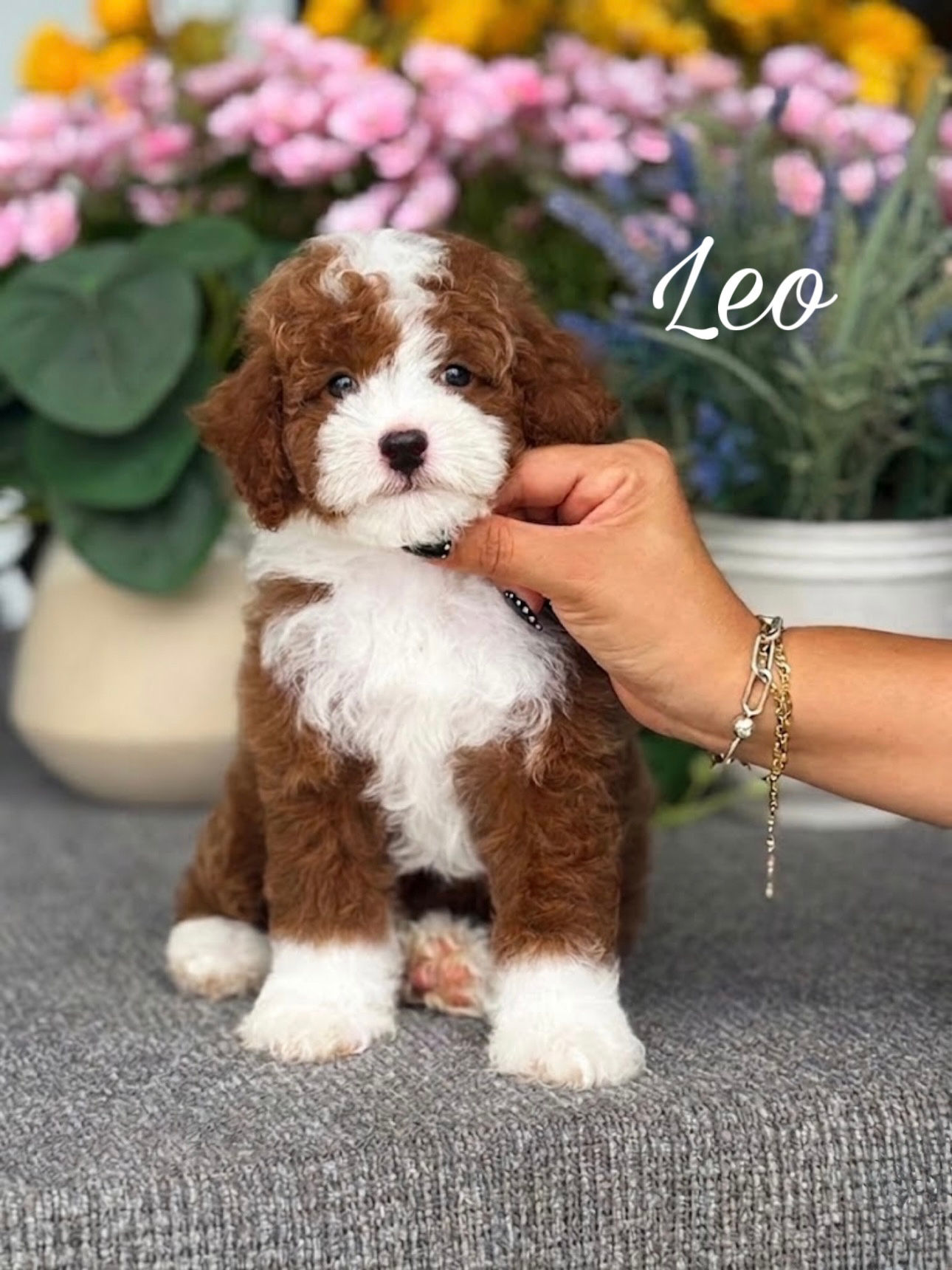 Leo - Male Mini Poodle AKC
