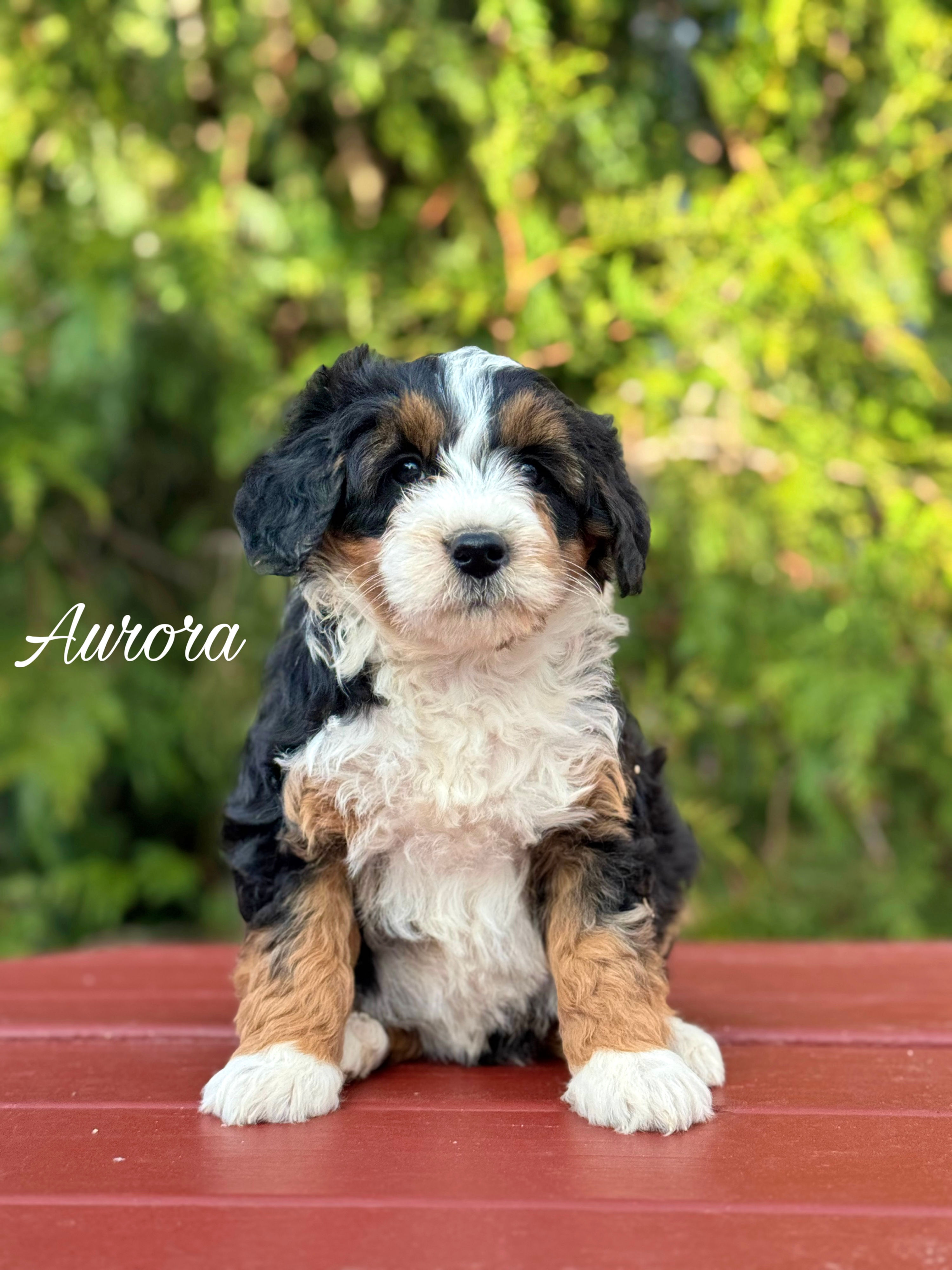 Aurora - Female Mini Bernedoodle Multigen