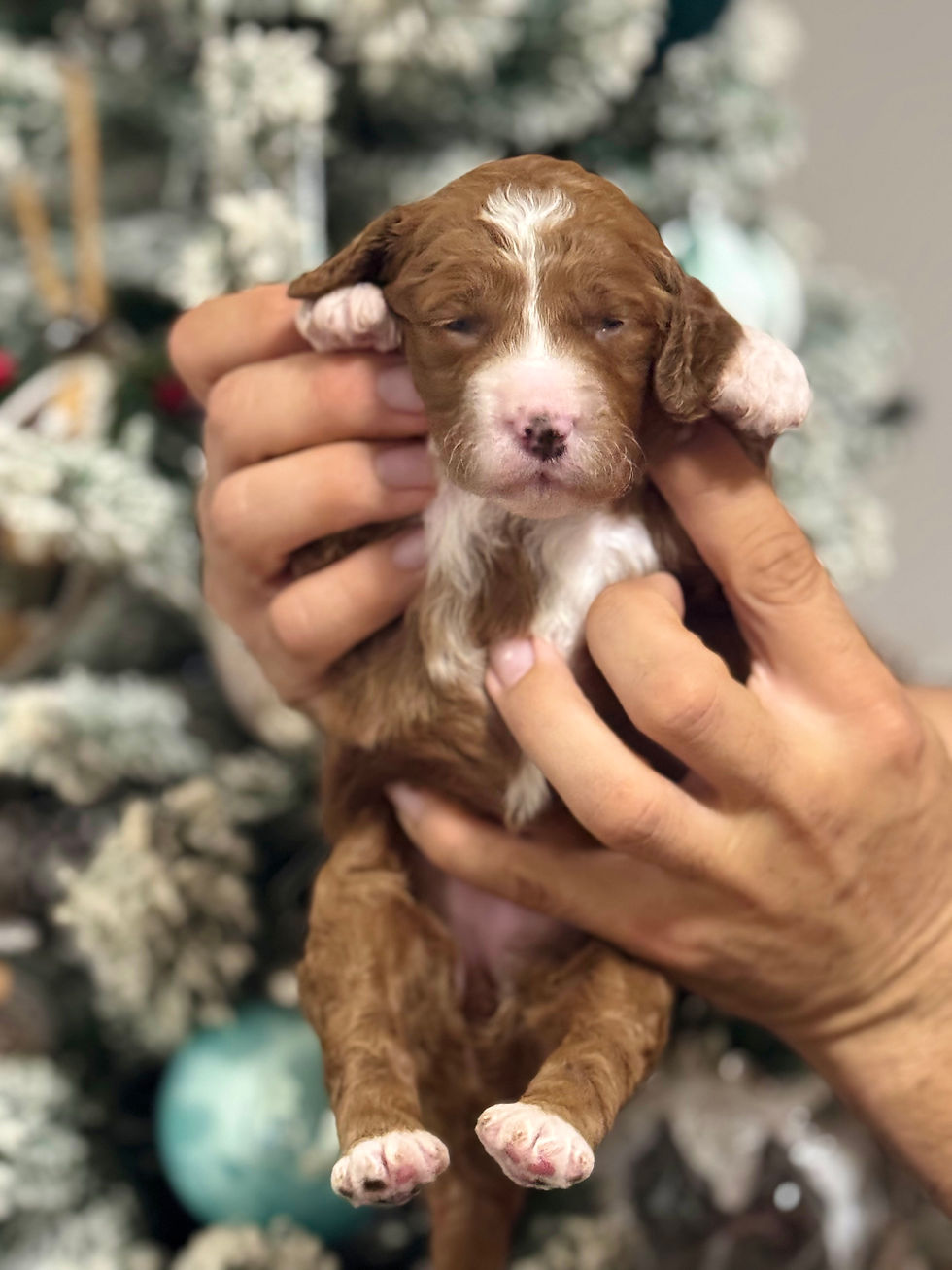 Thumbnail: Honey - Female Tuxedo Mini/Medium Goldendoodle