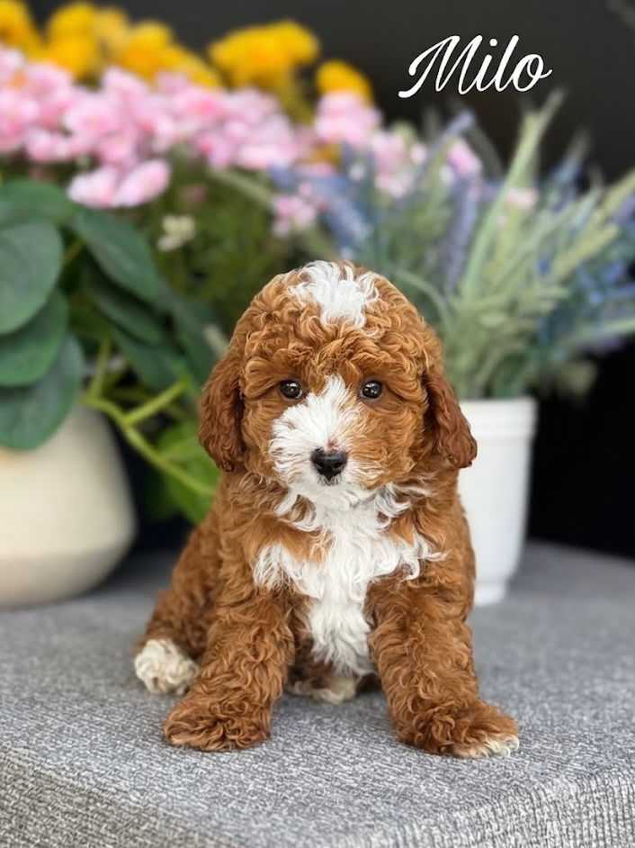 Milo - Male Mini Poodle AKC