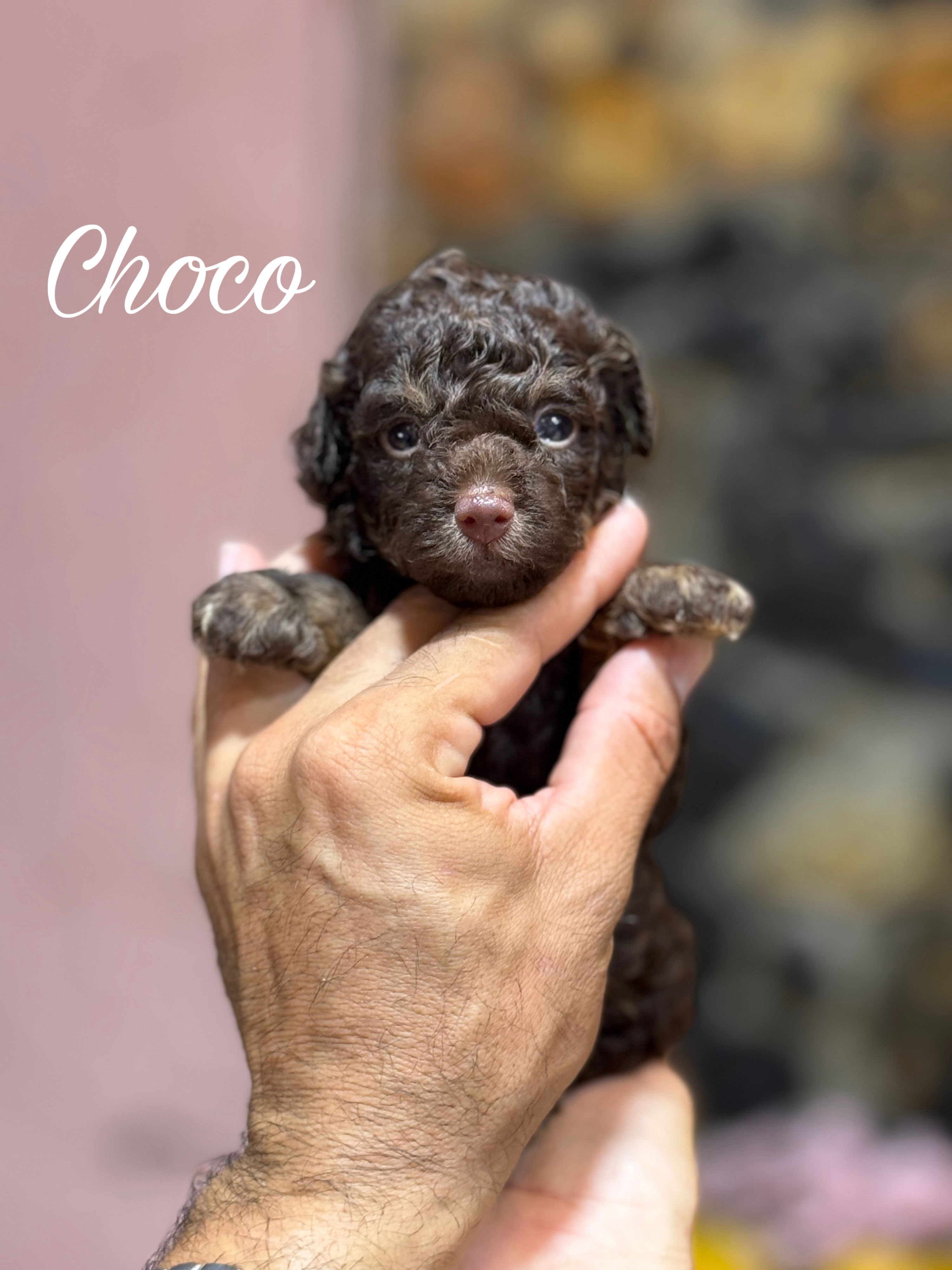 Choco - Male Toy Poodle Chocolate Phantom AKC