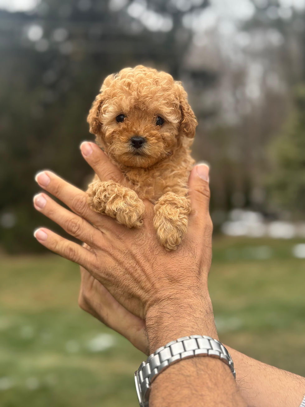 Thumbnail: Prada - Female Toy Poodle AKC