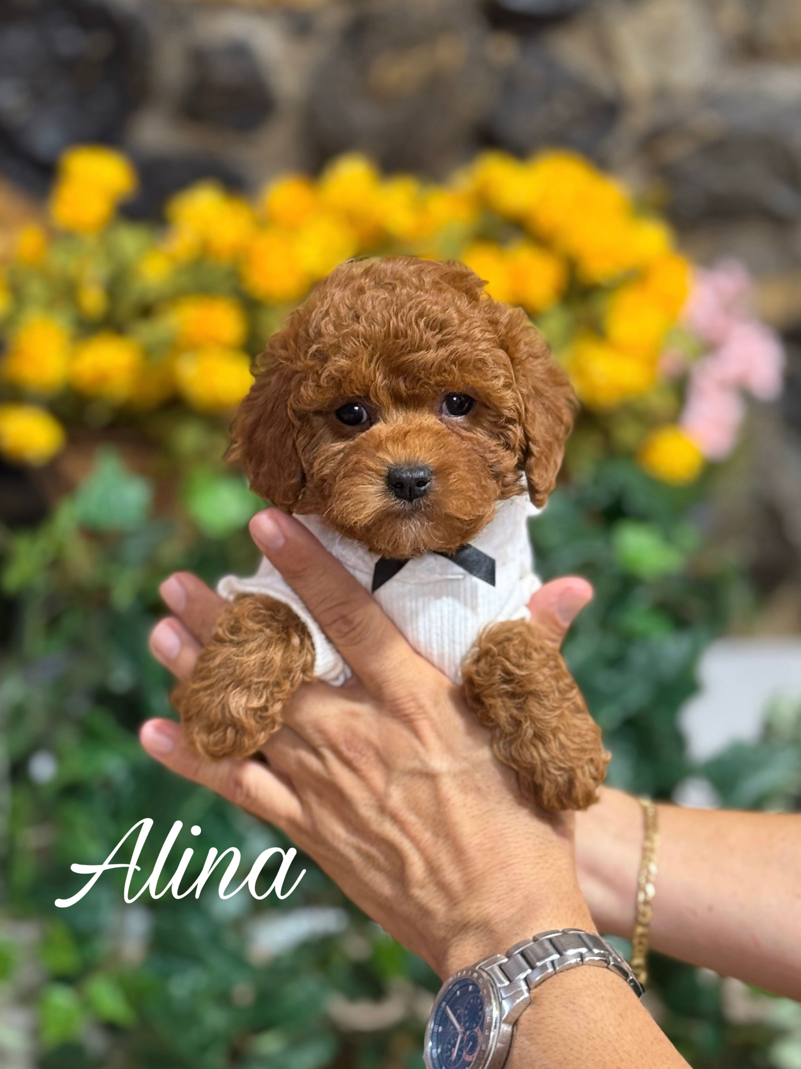 Alina - Female Toy Poodle AKC